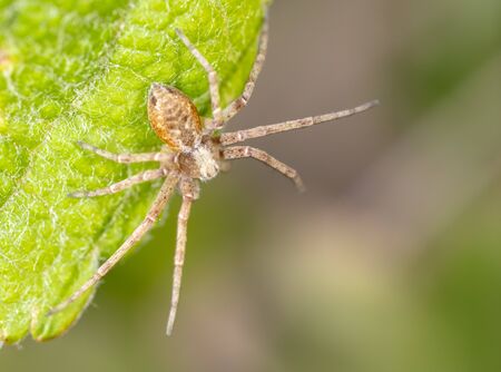 Close up of a spider in nature. Macroの写真素材