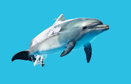 Dolphin is isolated on a blue background. Mammal marine animal.の写真素材