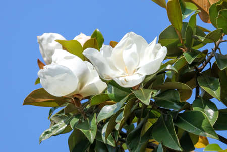 A large white magnolia flower on tree branches in a park.の写真素材