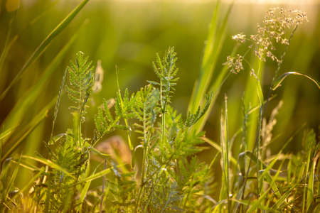 Green grass in the park at sunset. Natureの写真素材