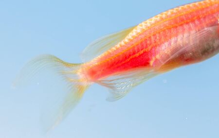 Close up of a red fish on a blue background. Macro