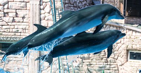 Three dolphins are jumping in the pool. Mammal marine animal.