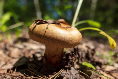 Edible mushroom in the ground on nature.の写真素材