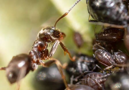 Ant collects milk on aphids in nature. Macro