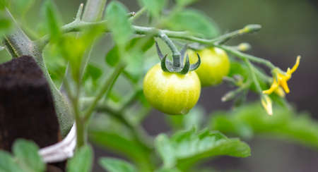 Little green tomatoes in the garden. Nature
