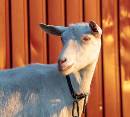 A white goat grazes in the sunset on a farm.の写真素材