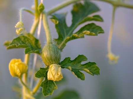 Close-up of a yellow flower on a watermelon. Nature in the gardenの写真素材
