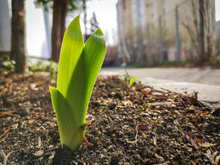 Close-up of green leaves on a flower. Natureの写真素材