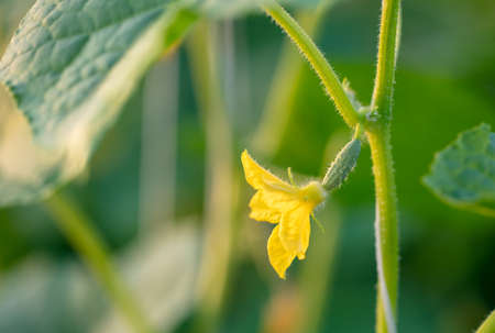 Close-up of a yellow flower on a cucumber. Nature in the gardenの写真素材
