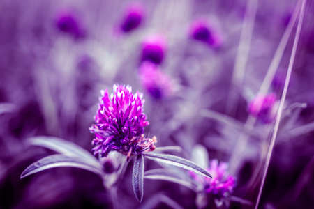 Beautiful purple flower grows in the park. Nature.の写真素材