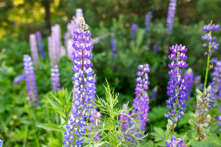 Beautiful purple flower grows in the park. Nature.