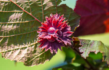 Close-up of red hazelnuts on the branches of a tree. Natureの写真素材