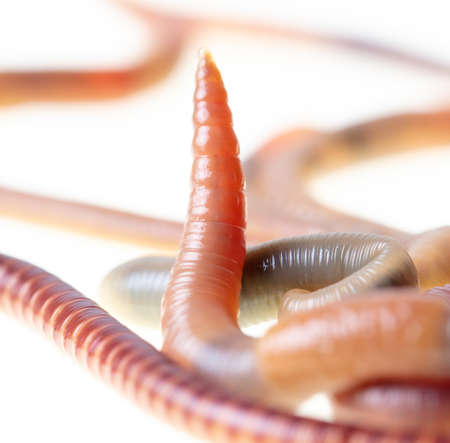 Earthworm isolated on a white background. Macroの写真素材