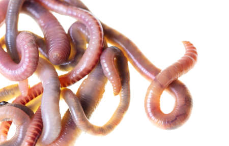 Earthworms isolated on a white background.の写真素材