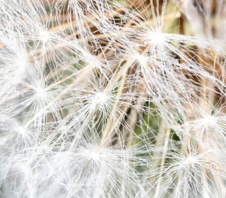 Close-up of a dandelion in nature. Macro