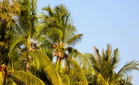 Large green branches on coconut trees against the sky in the tropics.