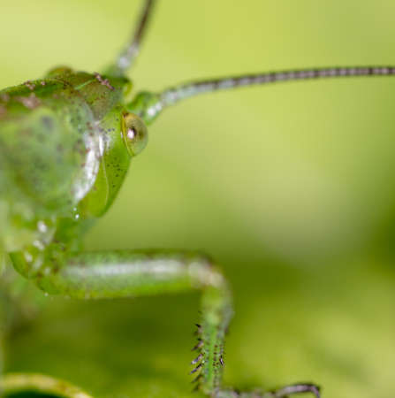 Green grasshopper in grassy vegetation. Nature insectの写真素材