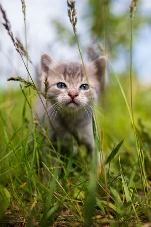 Portrait of a little kitten in green grass on the nature.の写真素材