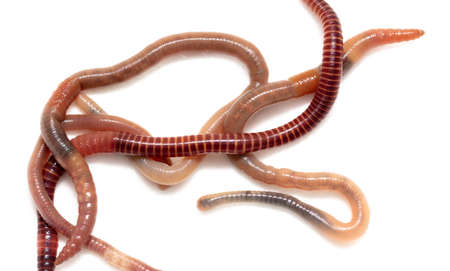 Earthworms isolated on a white background.