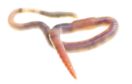 Earthworm isolated on a white background.