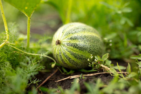 Little green melon on the plant. Nature in the gardenの写真素材