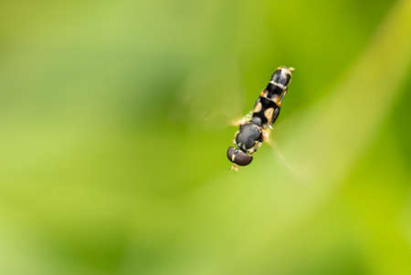 A bee in flight in nature. Insect