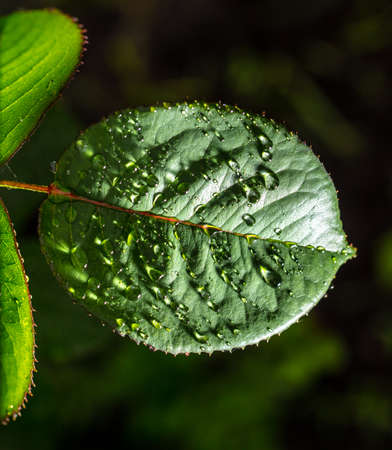 Close-up of a drop of water on a green leaf on nature.の写真素材