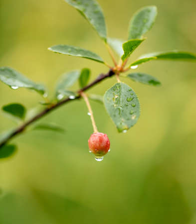Red cherry on tree branches in summer. Harvest in the gardenの写真素材
