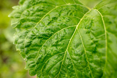 Green Sunflower Leaves on the nature in the summer. Garden