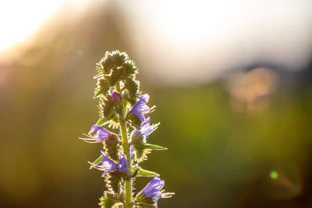 Beautiful purple flowers in the summer park. Natureの写真素材