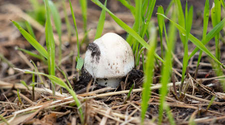 Champignon mushrooms in the ground on nature.の写真素材