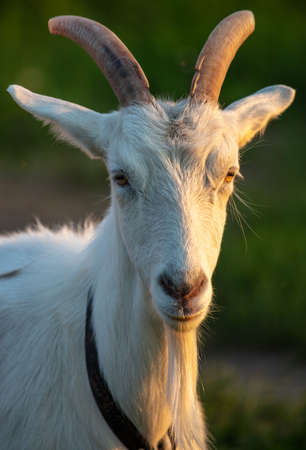 A white goat grazes in the sunset on a farm.の写真素材