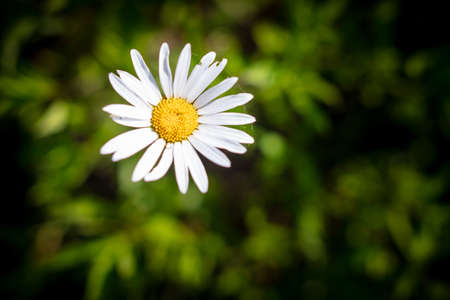 Close up of a white daisy flower. Natureの写真素材