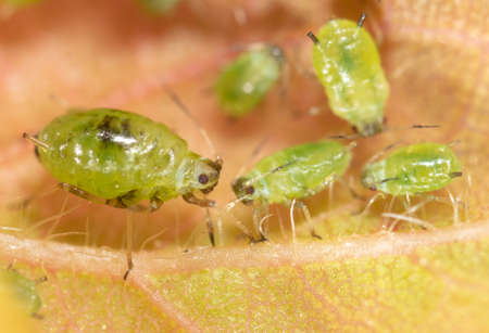 Close-up of aphids on a leaf of a tree. Macroの写真素材