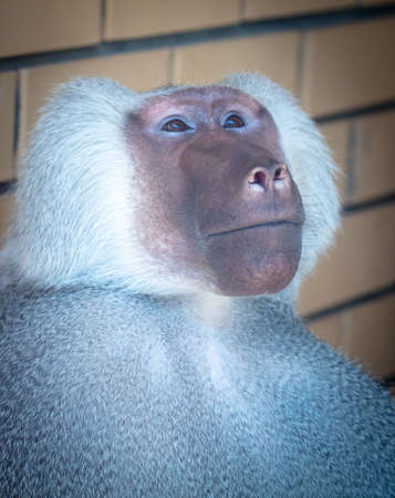Portrait of a monkey at the zoo. Mammal animal