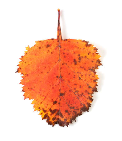 Autumn leaf isolated on white background. Natureの写真素材
