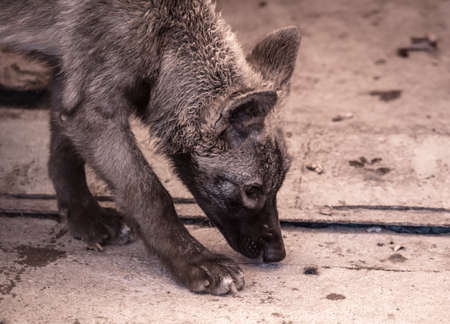 Portrait of a wolf at the zoo. Mammal animal