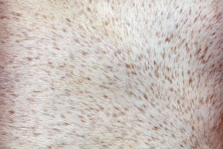 Horse wool as an abstract background. Textureの写真素材