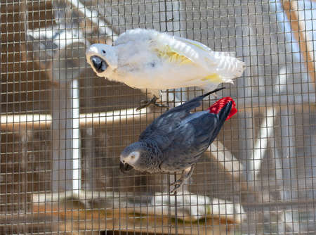 Portrait of a parrot at the zoo.の写真素材