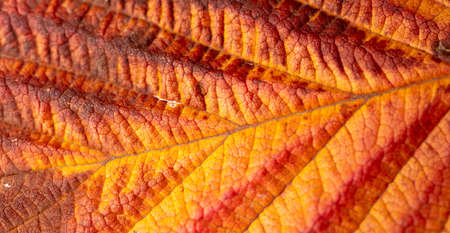 Autumn leaf as an abstract background. Textureの写真素材