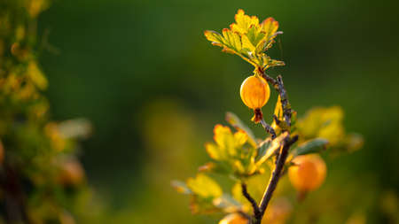 Gooseberries in a vegetable garden at sunset. Natureの写真素材