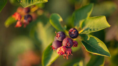 Amelanchier berries in a vegetable garden at sunset.の写真素材