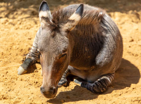 Zebra lies on the ground at the farm. Mammal animalの写真素材