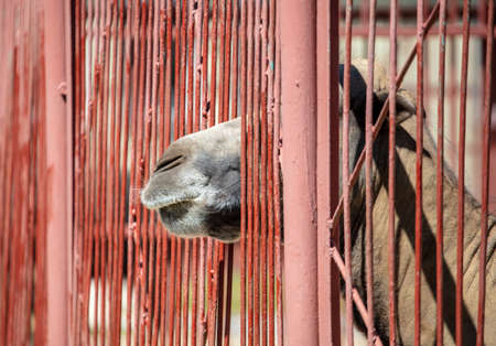 Camel behind bars at the zoo. Mammal animalの写真素材
