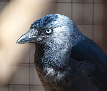 Portrait of a black crow in the zoo.の写真素材