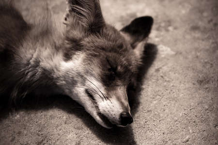 The fox is sleeping in the zoo. Mammal animalの写真素材