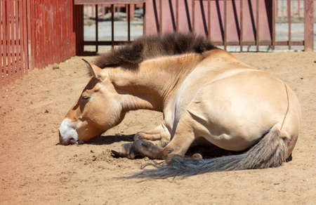 The horse lies on the ground at the farm. Mammal animalの写真素材