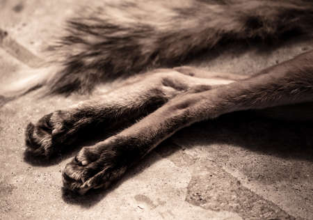 The paws of a black fox at the zoo. Mammal animalの写真素材