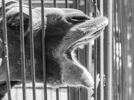 Camel behind bars at the zoo. Mammal animalの写真素材