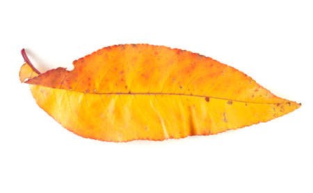Autumn leaf isolated on white background.の写真素材